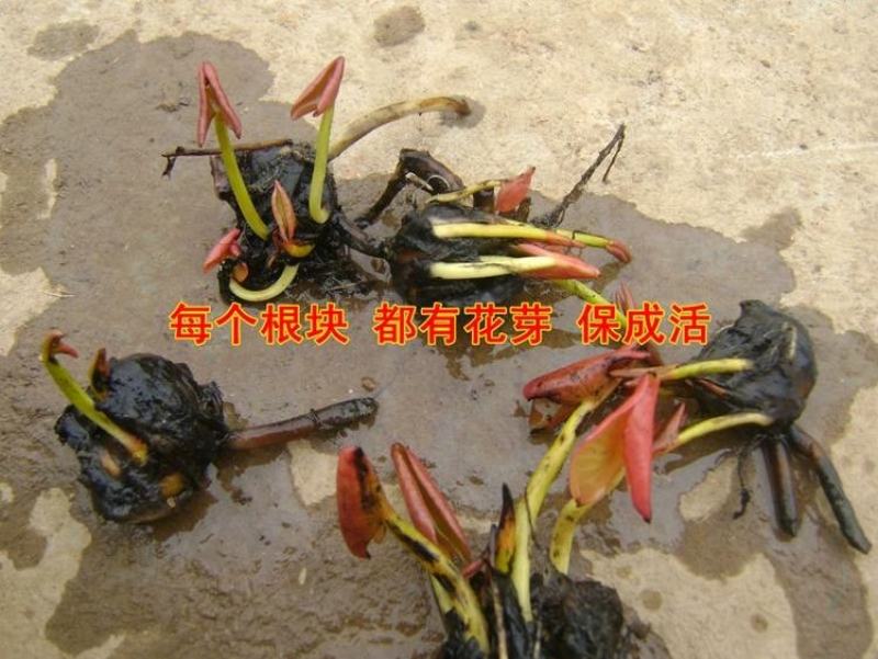 睡莲见水就活观赏睡莲粉色白色黃色红色水培睡莲