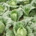 【推荐】娃娃菜诚信报价万亩基地直供全国发货