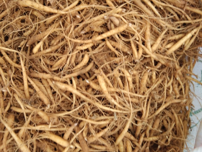 太子参无菌无病毒一代优质根茎芽头好高产量