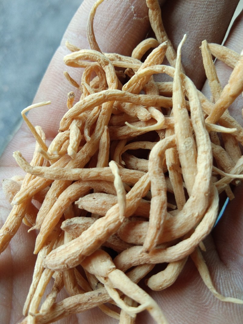 太子参无菌无病毒一代优质根茎芽头好高产量