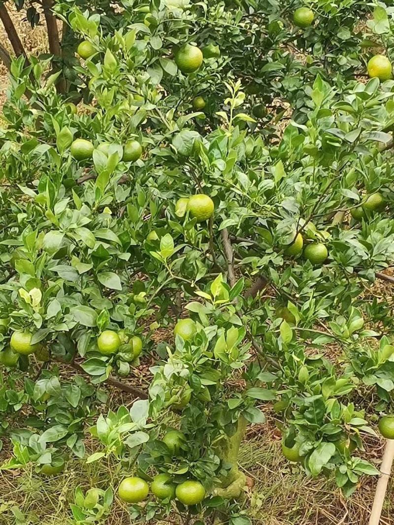 广西正宗皇帝柑已经开始上市了，有需要可以联系我