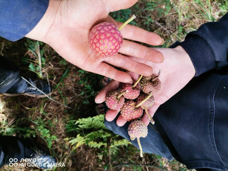 鸡素果野生鸡素果山荔枝地景大量供应