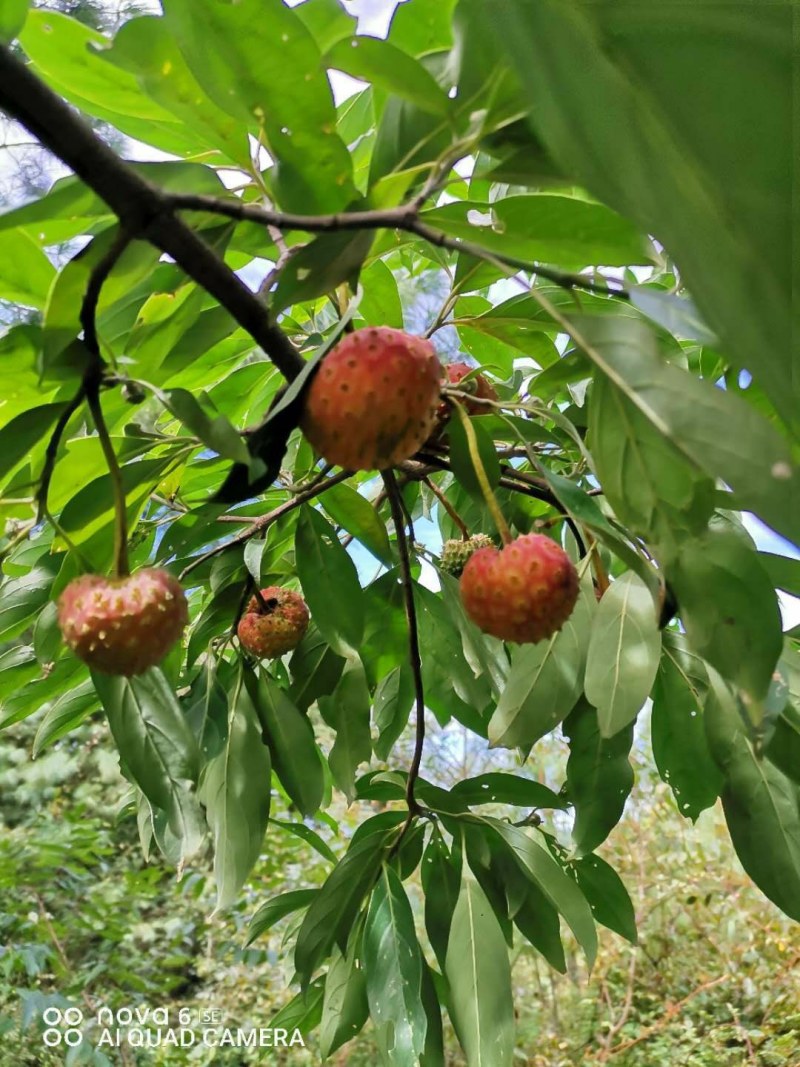 鸡素果野生鸡素果山荔枝地景大量供应