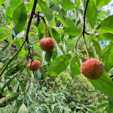 鸡素果野生鸡素果山荔枝地景大量供应