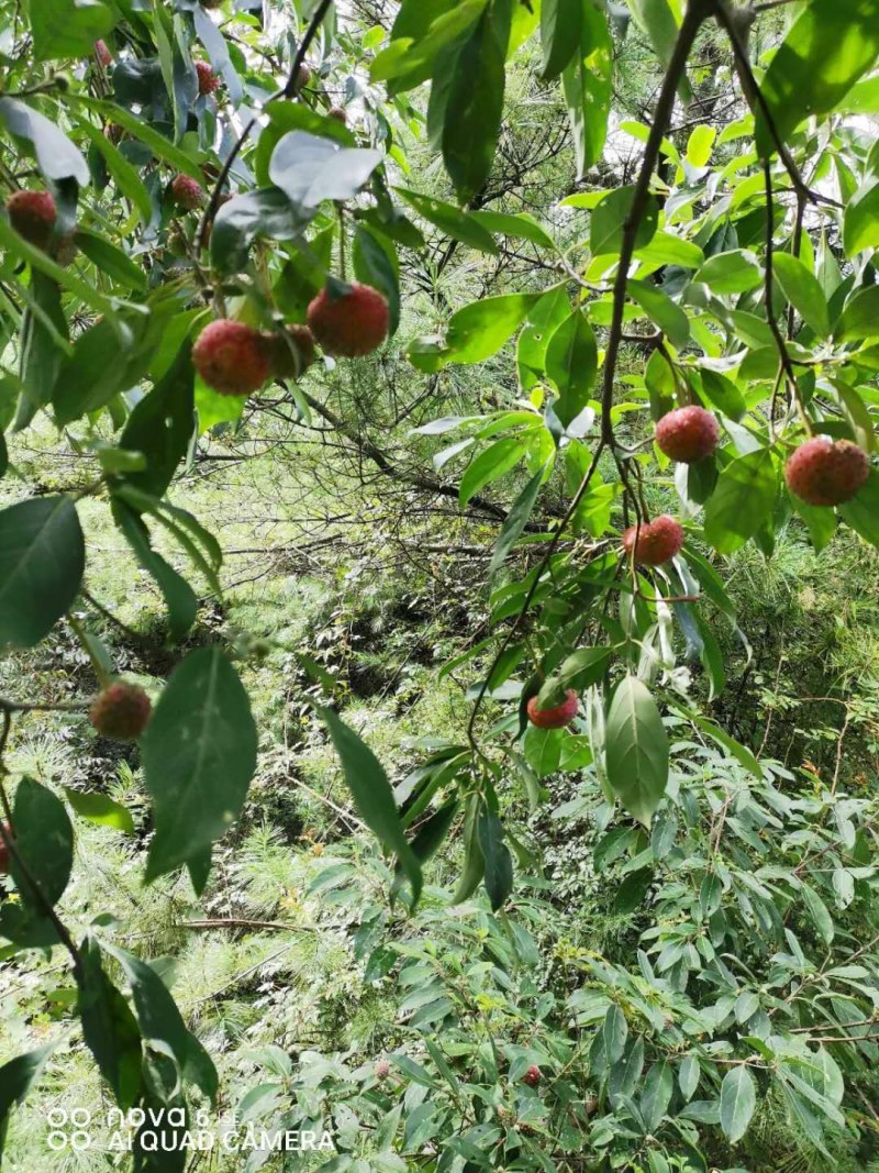 鸡素果野生鸡素果山荔枝地景大量供应