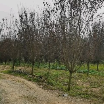 10公分红叶。李精品冠幅。苗圃货清地处理。欢迎电议。
