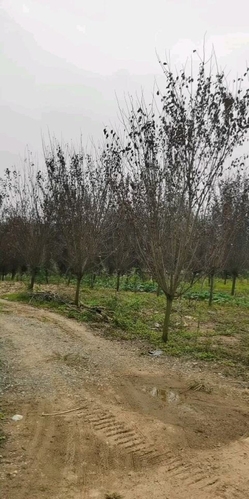 10公分红叶。李精品冠幅。苗圃货清地处理。欢迎电议。