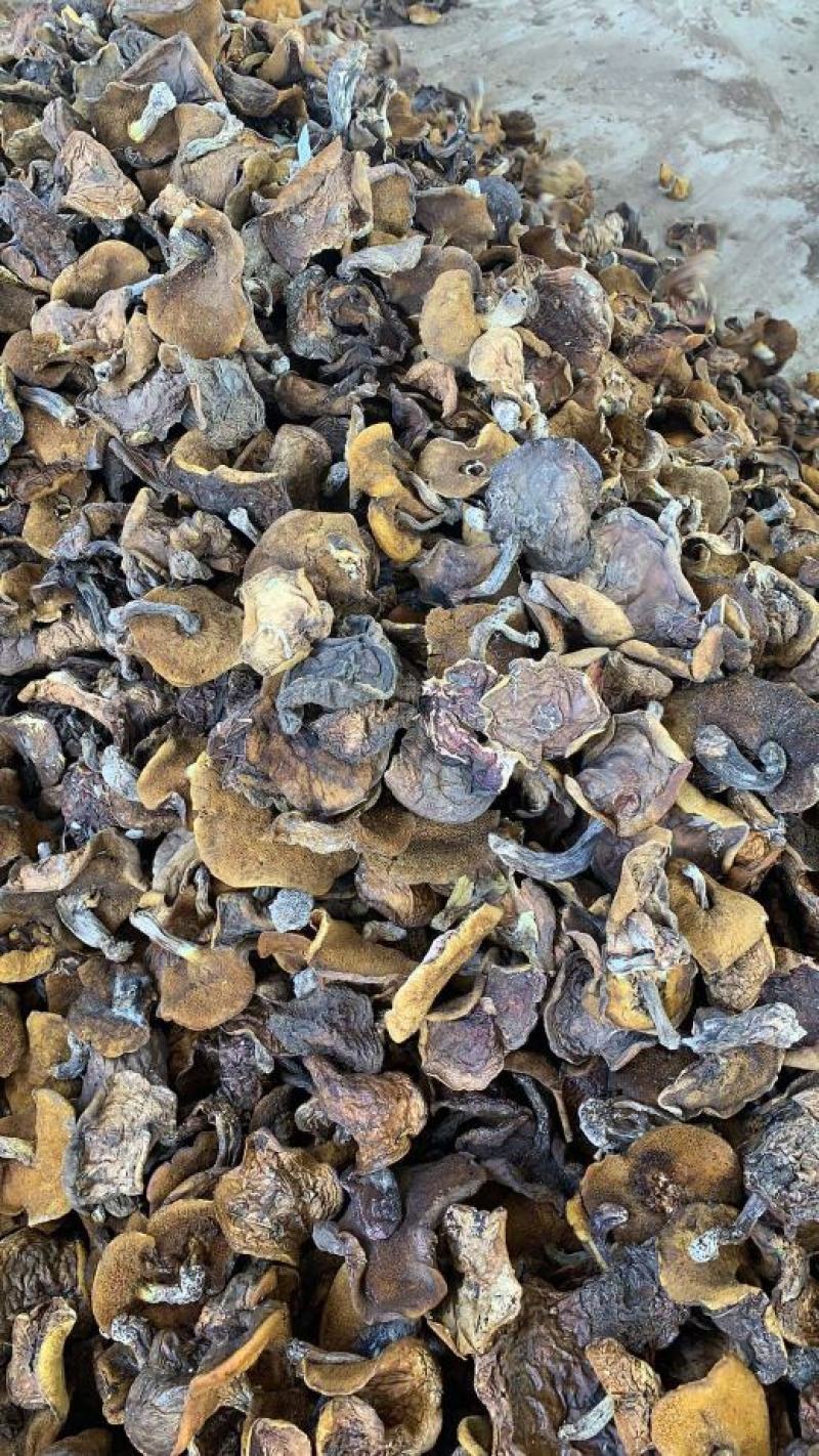 松蘑菇，红蘑，自采自销
