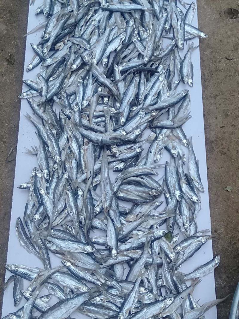 小白鱼干量不大一天几百斤