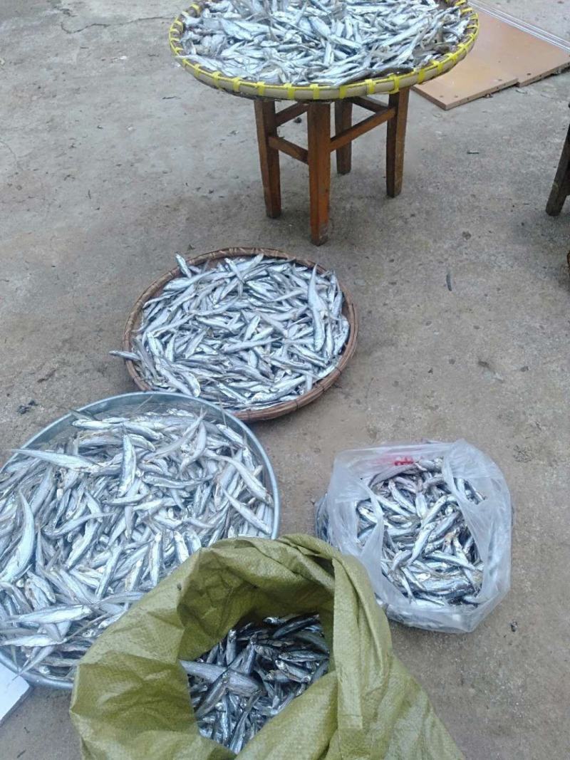 小白鱼干量不大一天几百斤