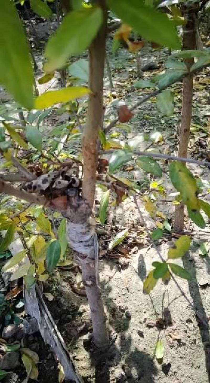 石榴苗山东突尼斯软籽石榴苗，嫁接正品无籽基地直发签约包邮