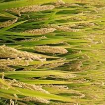 优质稻谷生长期160天。前马陵味稻”金香玉大米