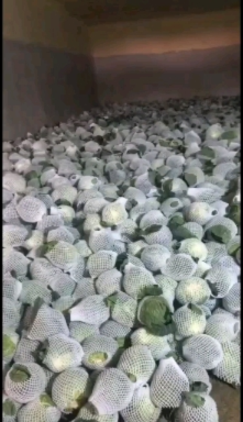 扁包菜圆包菜甘蓝大量上市