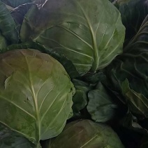 扁包菜圆包菜甘蓝大量上市