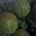 扁包菜圆包菜甘蓝大量上市