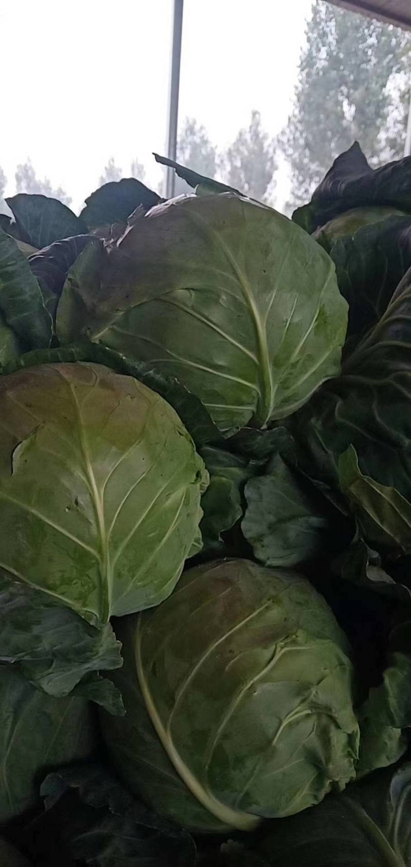 扁包菜圆包菜甘蓝大量上市