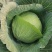 扁包菜圆包菜甘蓝大量上市
