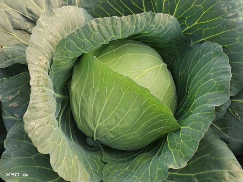 扁包菜圆包菜甘蓝大量上市