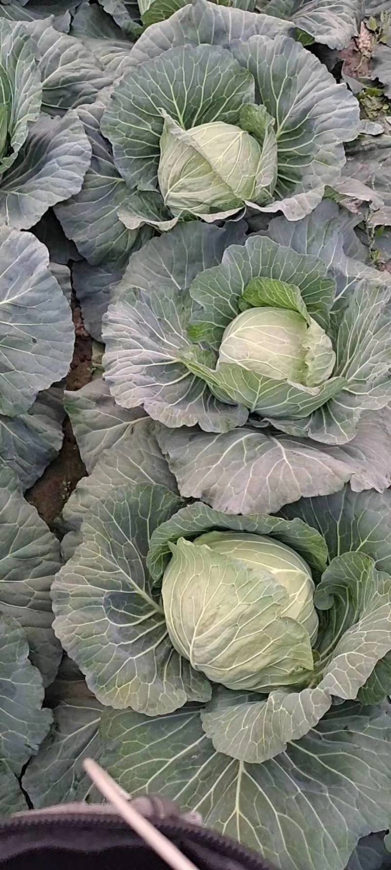 扁包菜圆包菜甘蓝大量上市