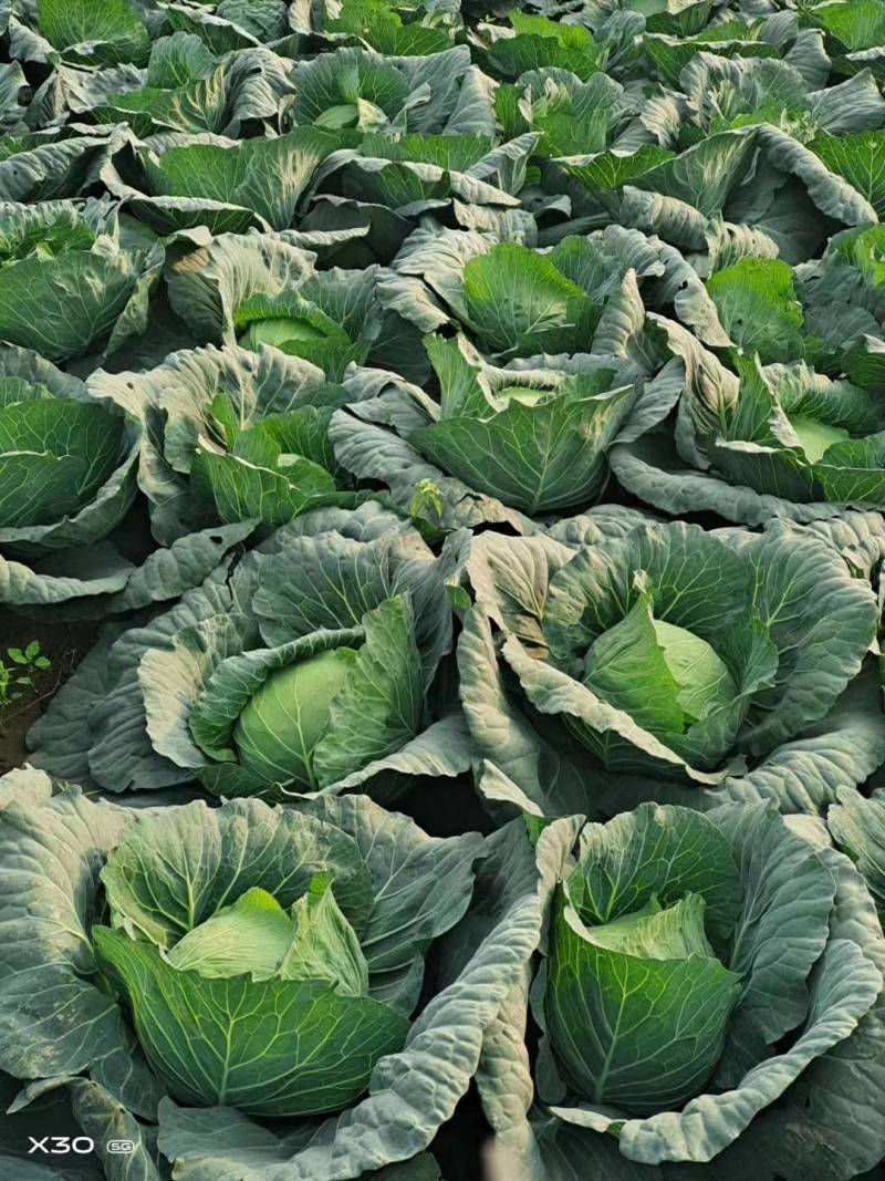 扁包菜圆包菜甘蓝大量上市