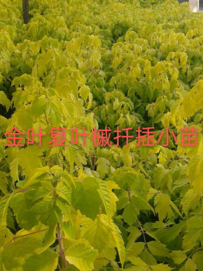 金叶复叶槭扦插小苗