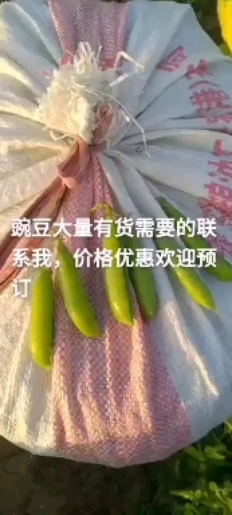 豌豆角，中碗九号白籽，产地直供，颗粒饱满。需要的联系