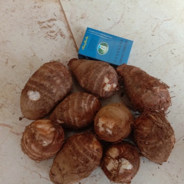芋头有需要的联系。品质保证。