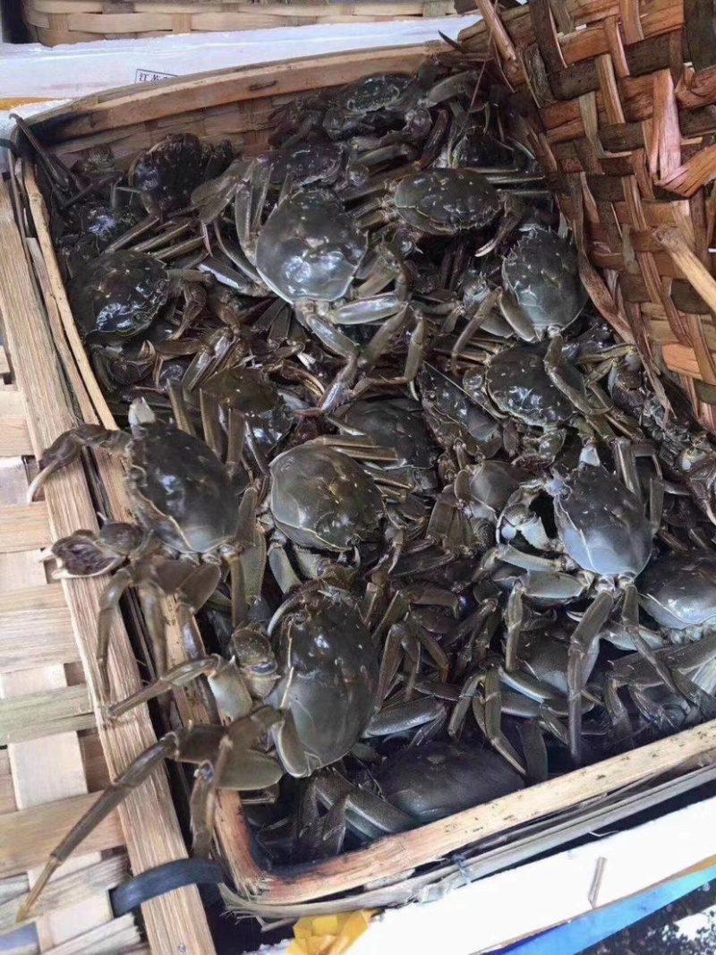 现货六月黄江苏洪泽湖大闸蟹鲜活螃蟹批发全国