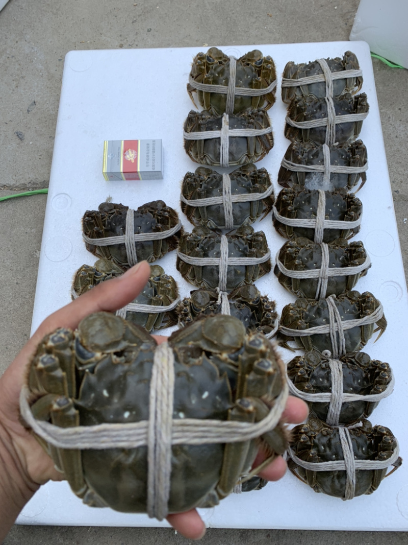 现货六月黄江苏洪泽湖大闸蟹鲜活螃蟹批发全国