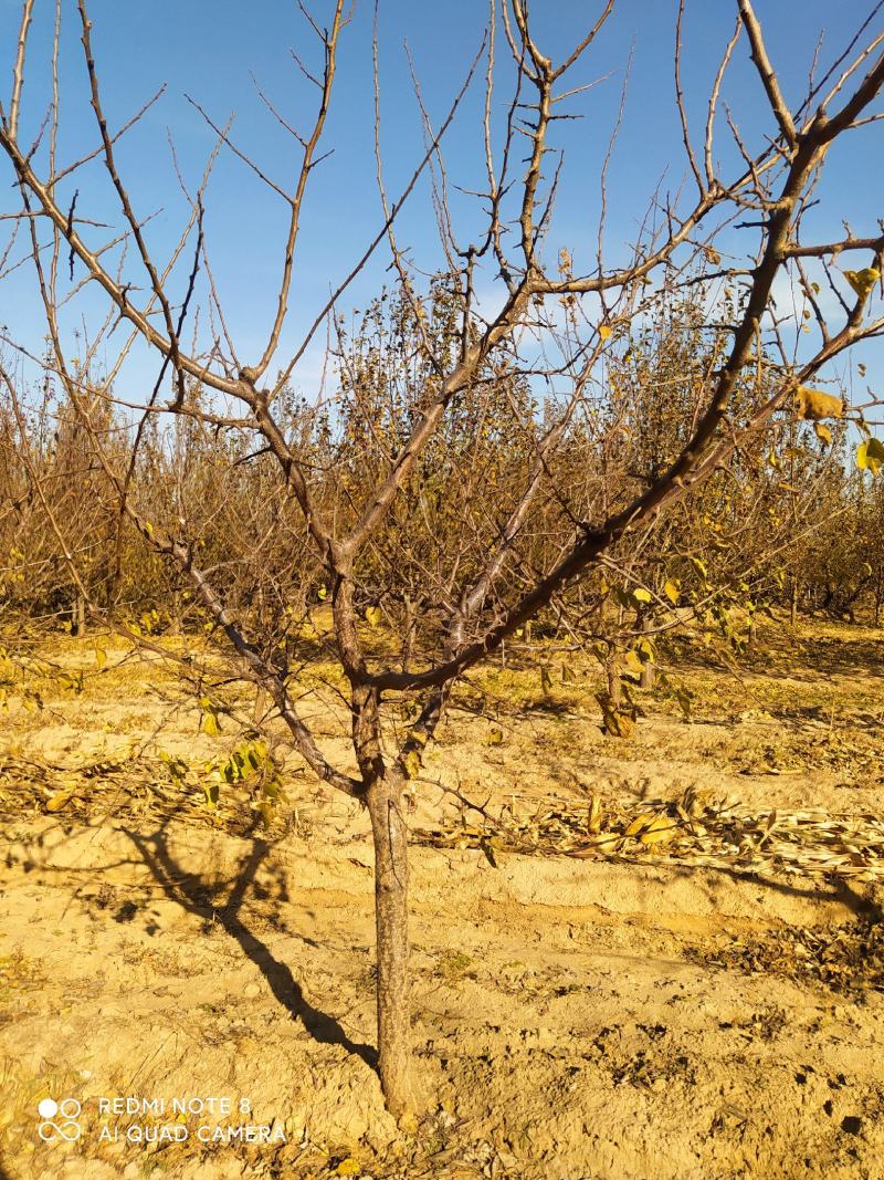 杏树小苗大树各种规格基地一手苗木货源无中间商量大优惠