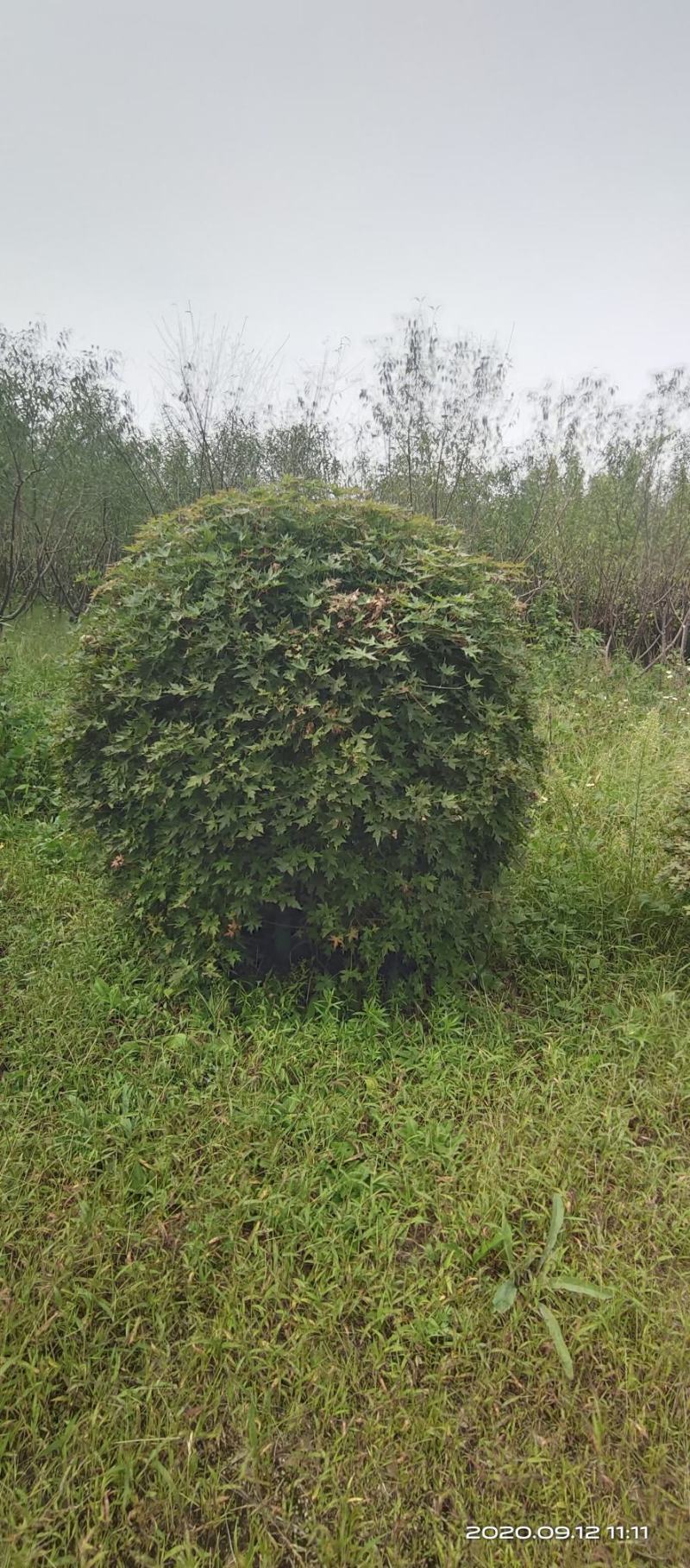 三角枫堆