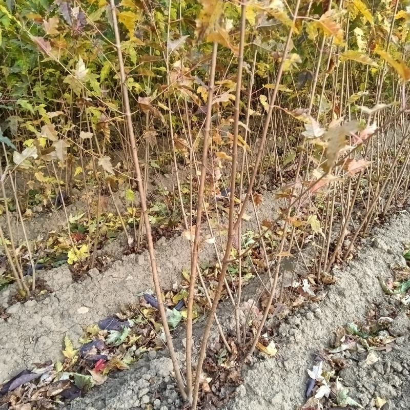 三角枫堆