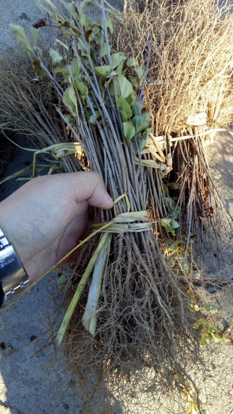 丁香小苗