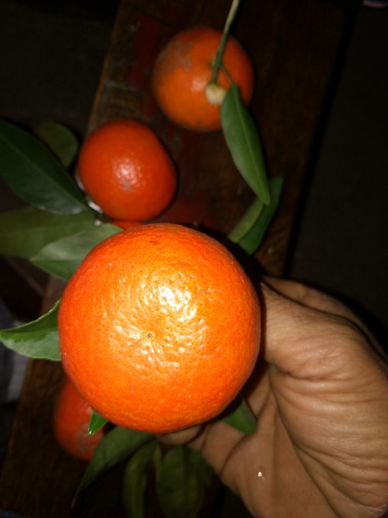 东方红橘已上市，果面光滑，红度好，，口感好，欢迎各老板前