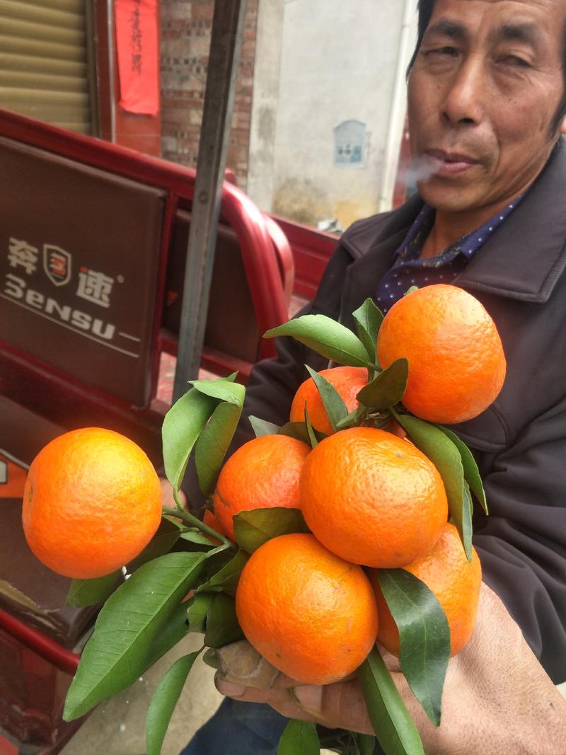 东方红橘已上市，果面光滑，红度好，，口感好，欢迎各老板前