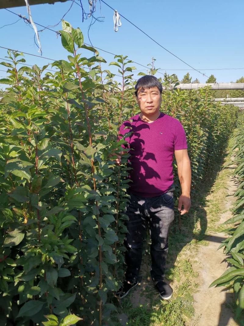 大红袍李子苗，干碗离核品种，口感甜，陆地大棚均可种植