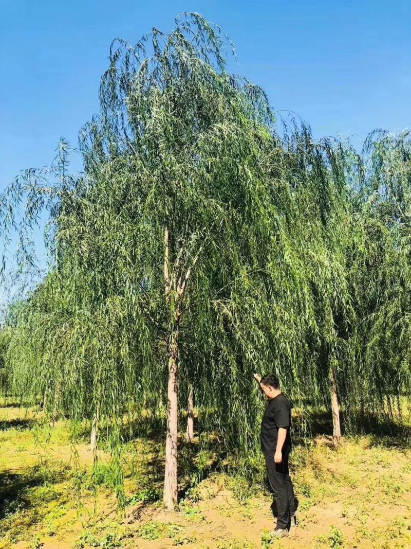 垂柳，金丝垂柳，旱柳，金丝垂柳接穗，垂爆109柳树，，，