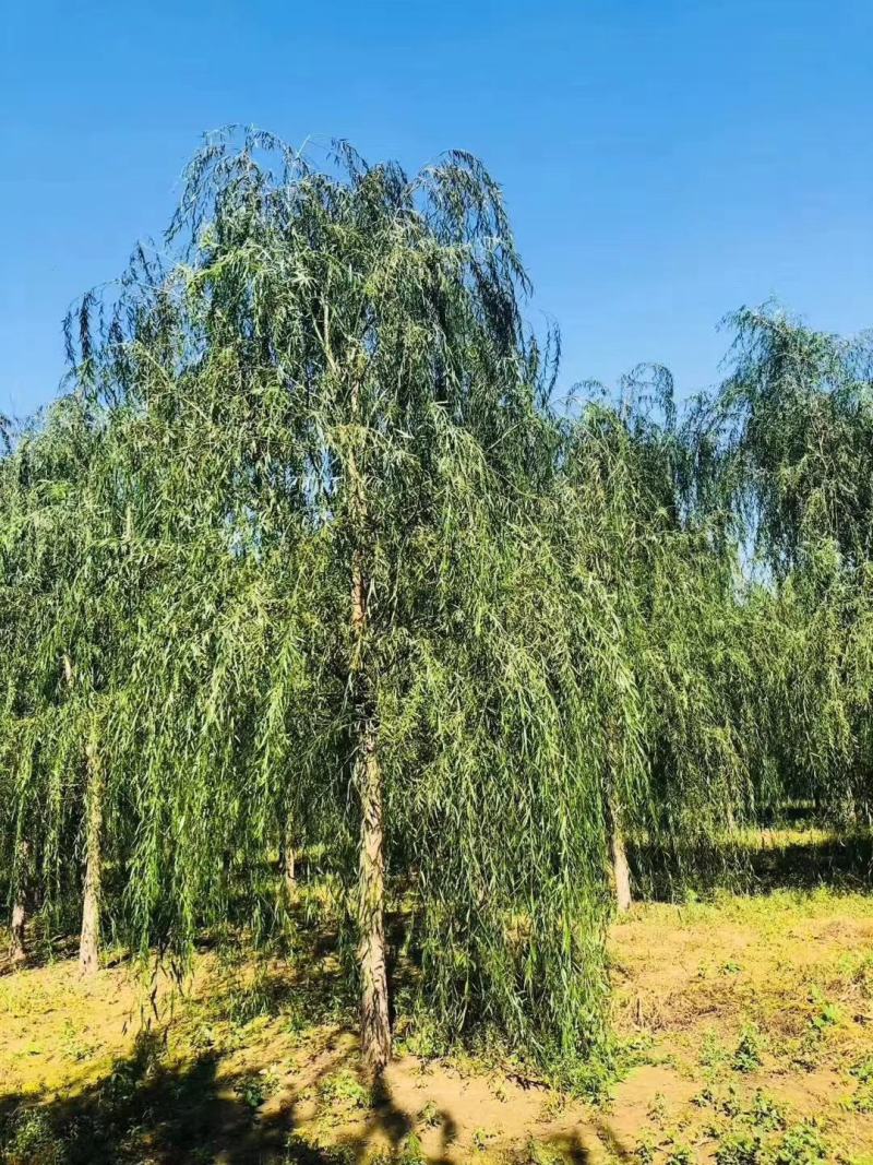 垂柳，金丝垂柳，旱柳，金丝垂柳接穗，垂爆109柳树，，，