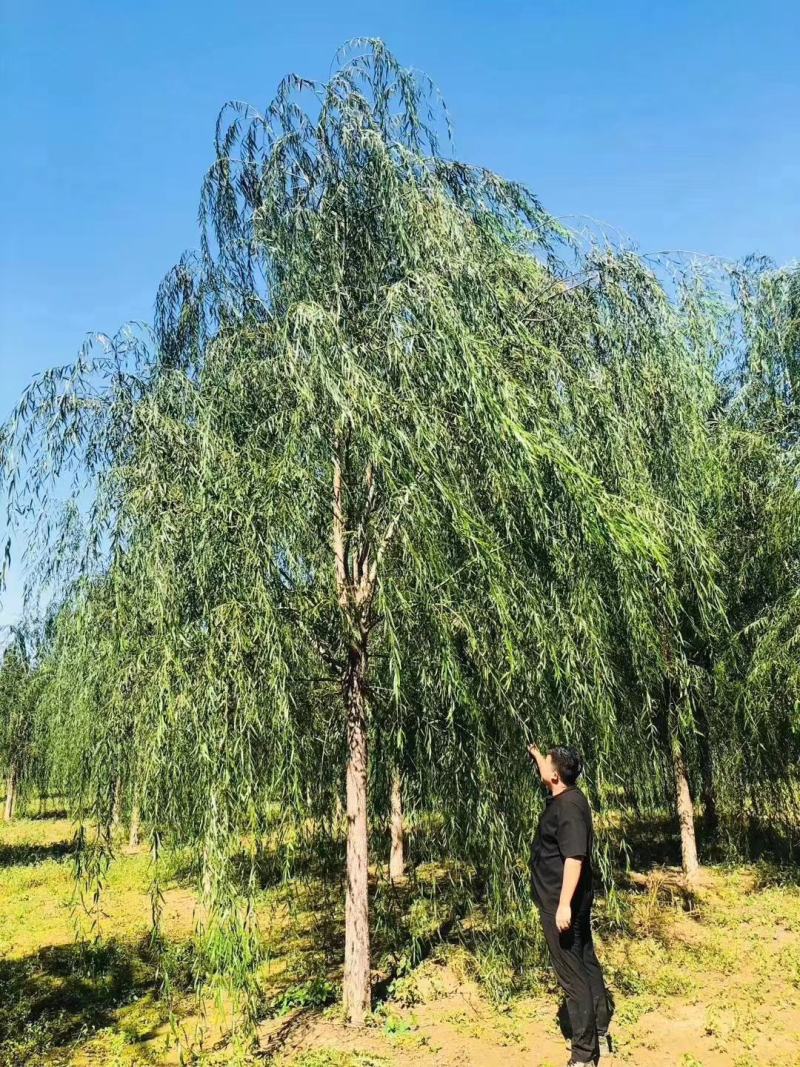 垂柳，金丝垂柳，旱柳，金丝垂柳接穗，垂爆109柳树，，，