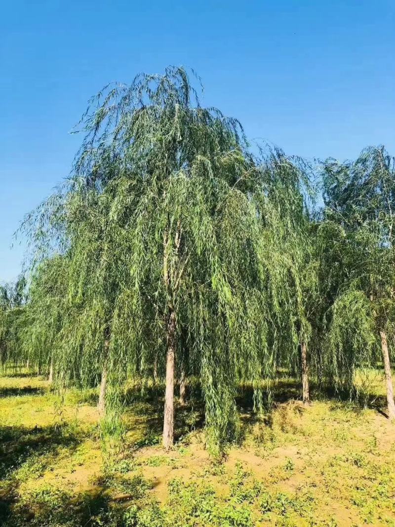 垂柳，金丝垂柳，旱柳，金丝垂柳接穗，垂爆109柳树，，，