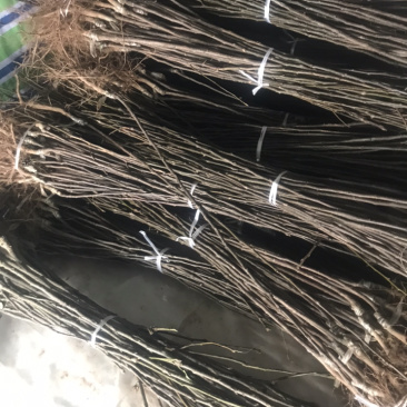 正宗苍溪黄金梨嫁接苗
