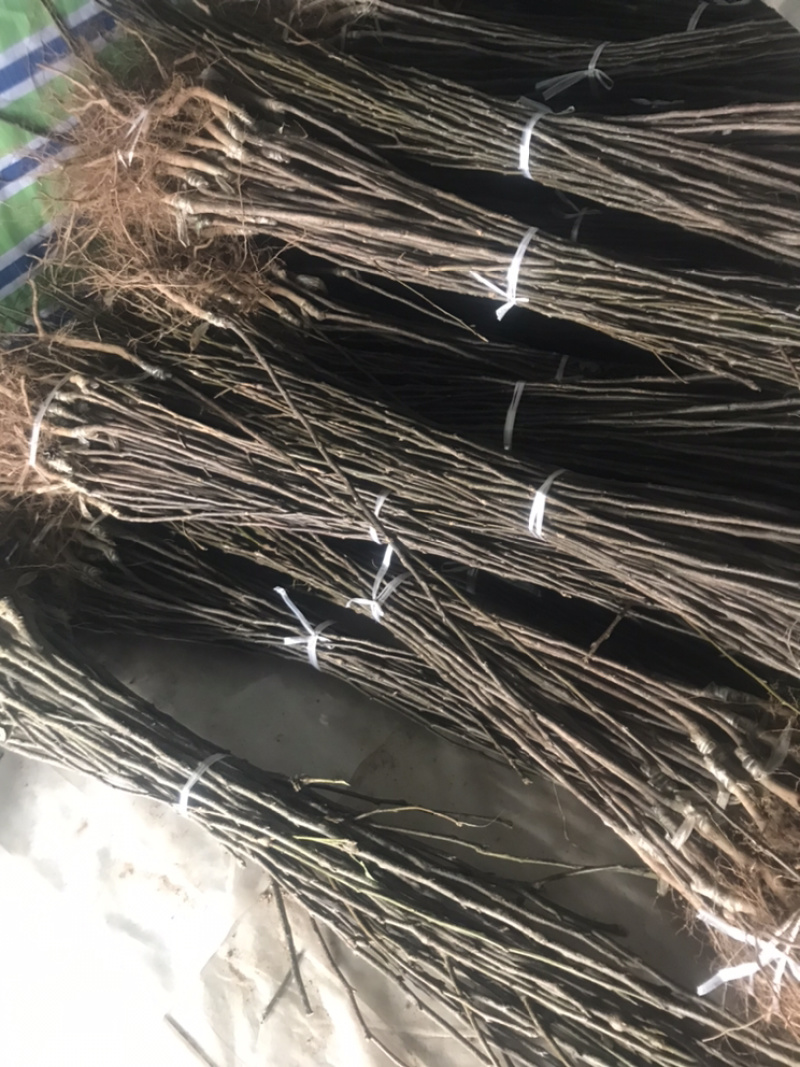 正宗苍溪黄金梨嫁接苗