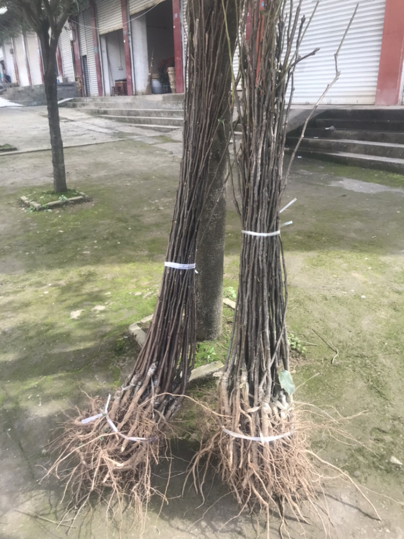 正宗苍溪黄金梨嫁接苗
