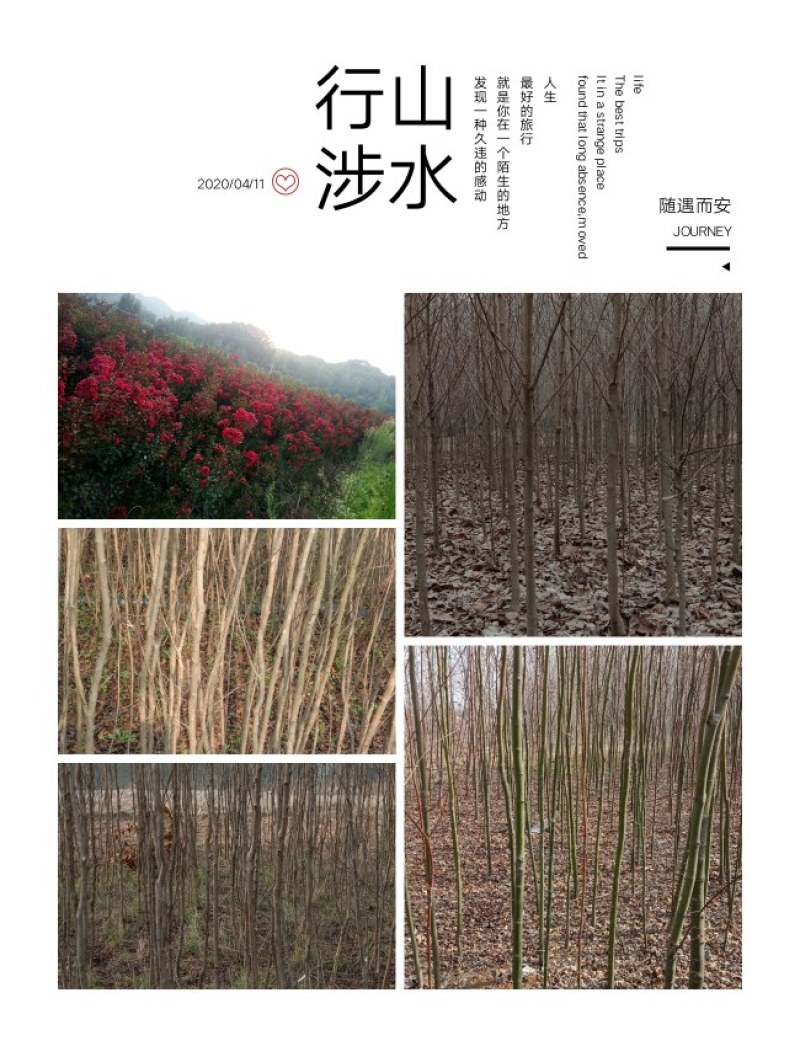 紫薇红火箭，海棠冬苹果，有意联系