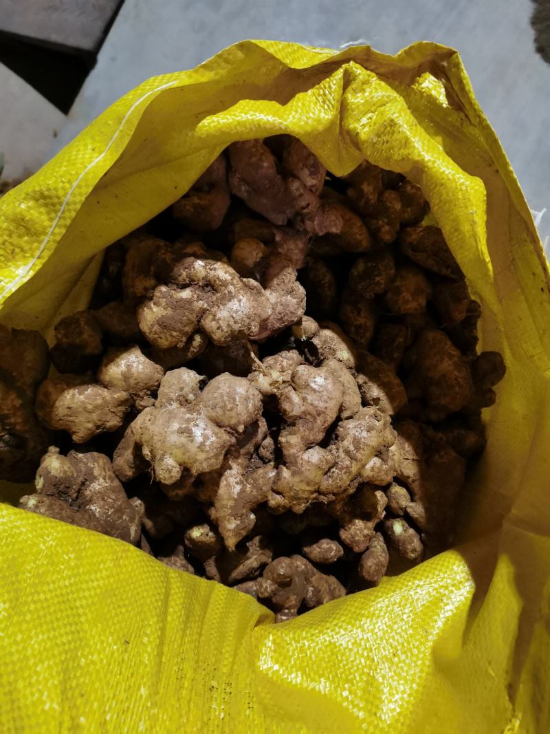 山东产地现挖小姜母大量上市，质优价廉，货源充足
