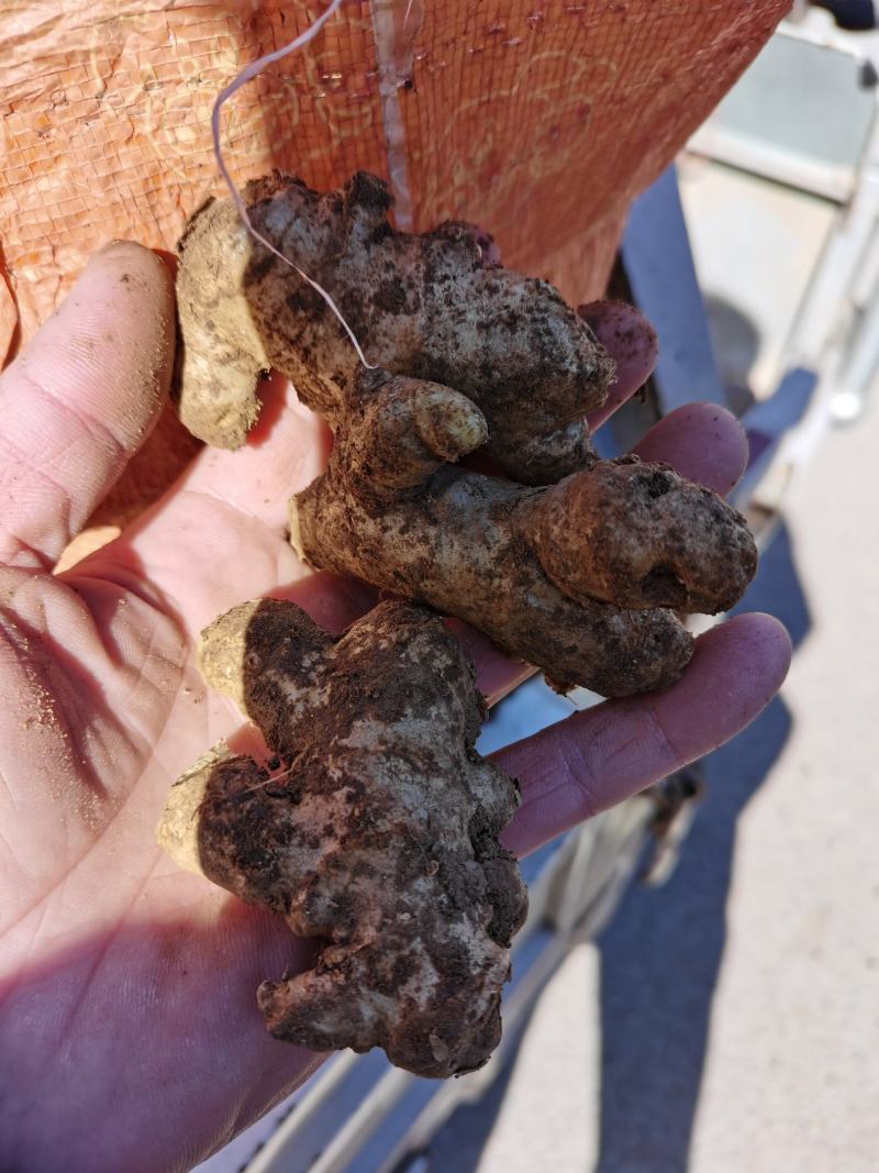 山东产地现挖小姜母大量上市，质优价廉，货源充足