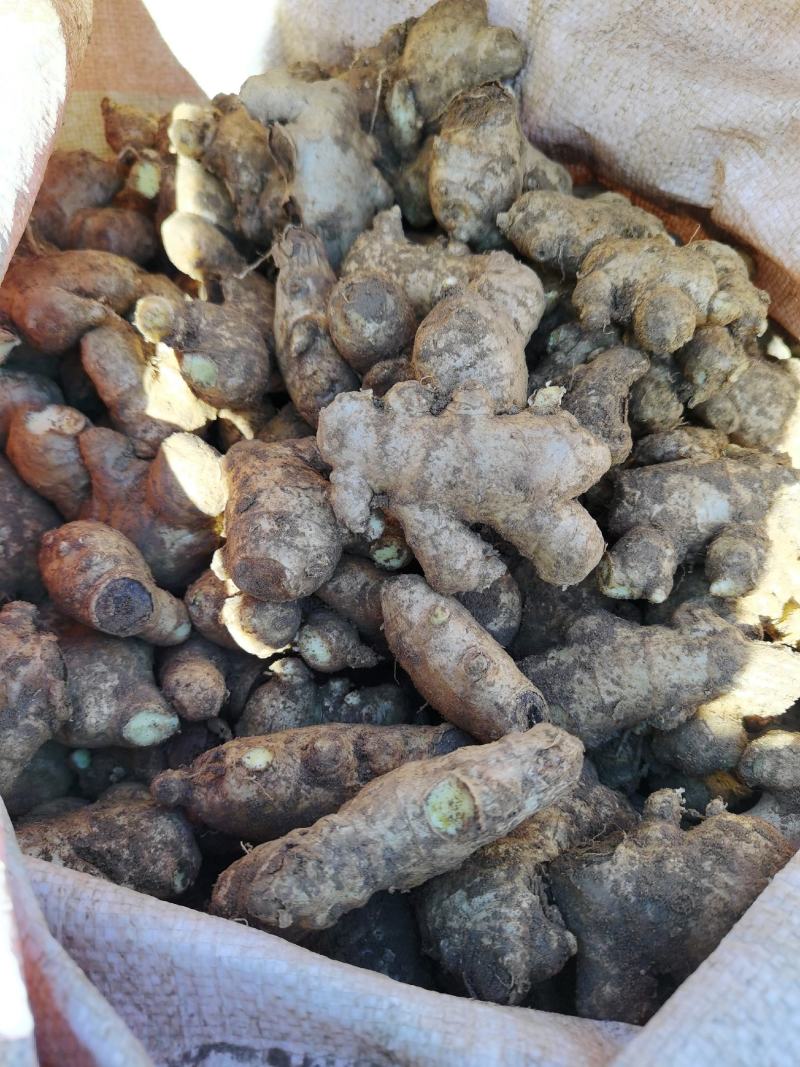 山东产地现挖小姜母大量上市，质优价廉，货源充足