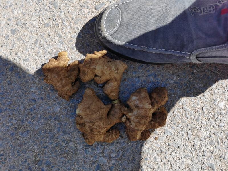 山东产地现挖小姜母大量上市，质优价廉，货源充足