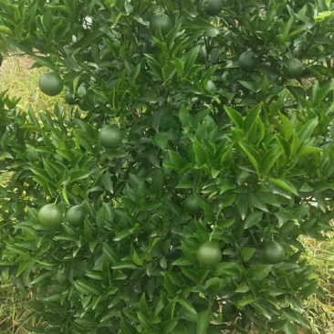 正宗沃柑嫁接苗，口味好，品种正