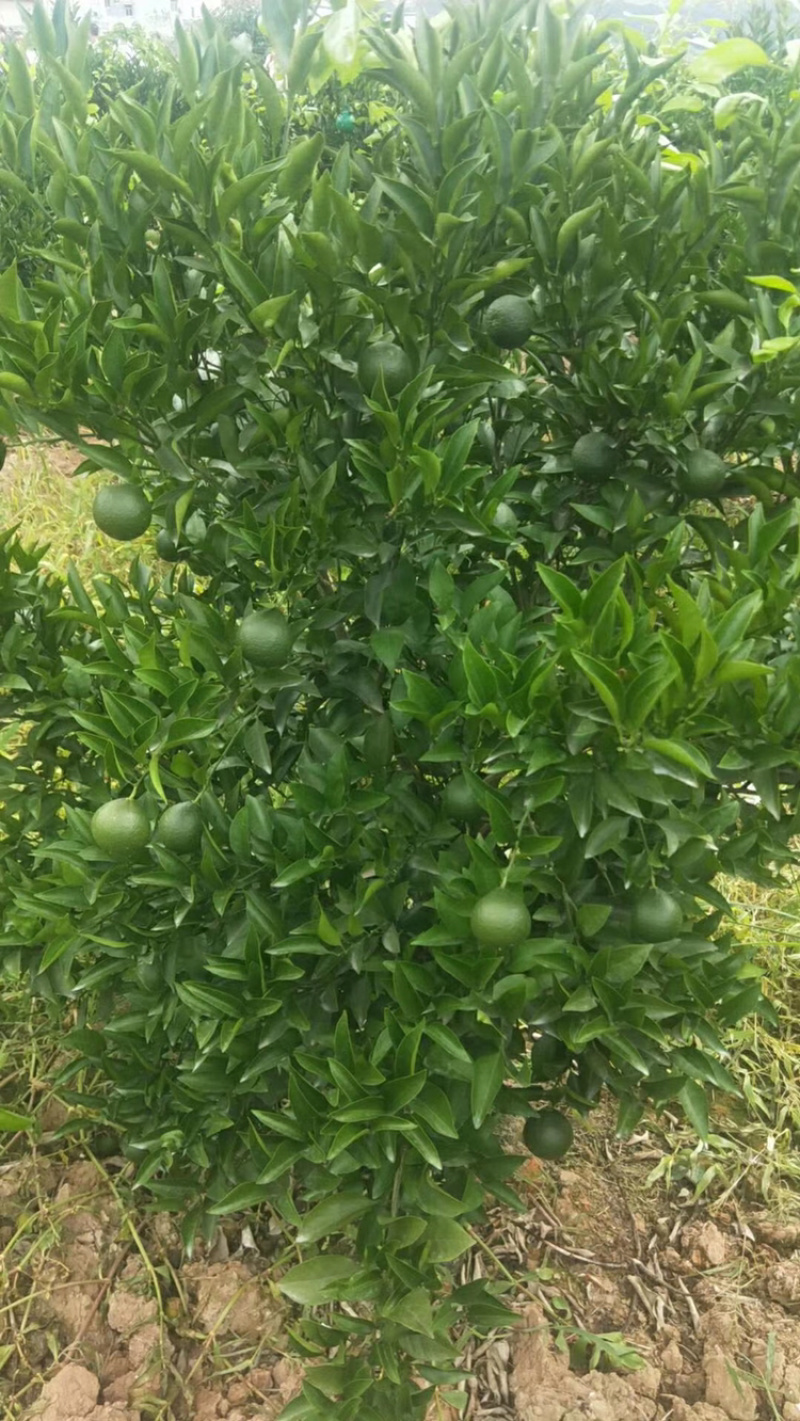 正宗沃柑嫁接苗，口味好，品种正